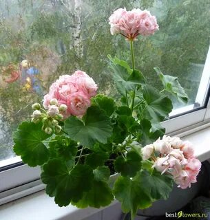Пеларгония леди