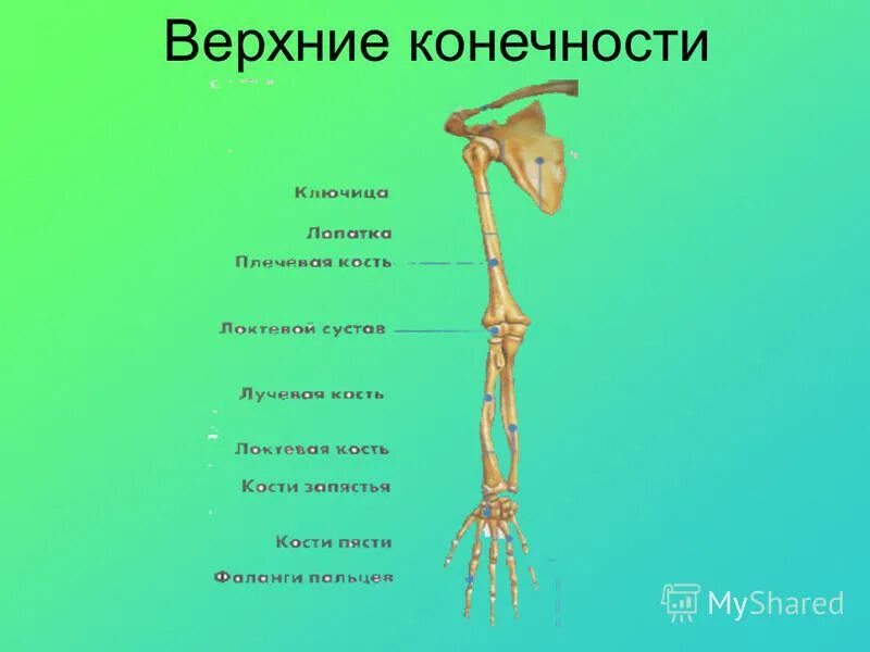 Какие кости образуют пояс верхних конечностей человека. Кости верхней конечности анатомия. Пояс верхних конечностей человека анатомия. Скелет свободной верхней конечности анатомия. Кости пояса верхней конечности человека анатомия.