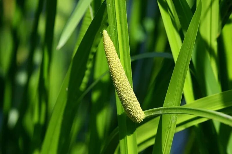 Аир болотный применение. АИР обыкновенный - Acorus Calamus. АИР болотный (Acorus Calamus). Акорус Каламус. АИР обыкновенный болотный.