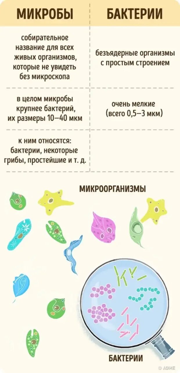 Чем отличается микробы. Отличие бациллы от бактерии. простые бактерии названия. отличие микробов от бактерий. микробы и бактерии разница.