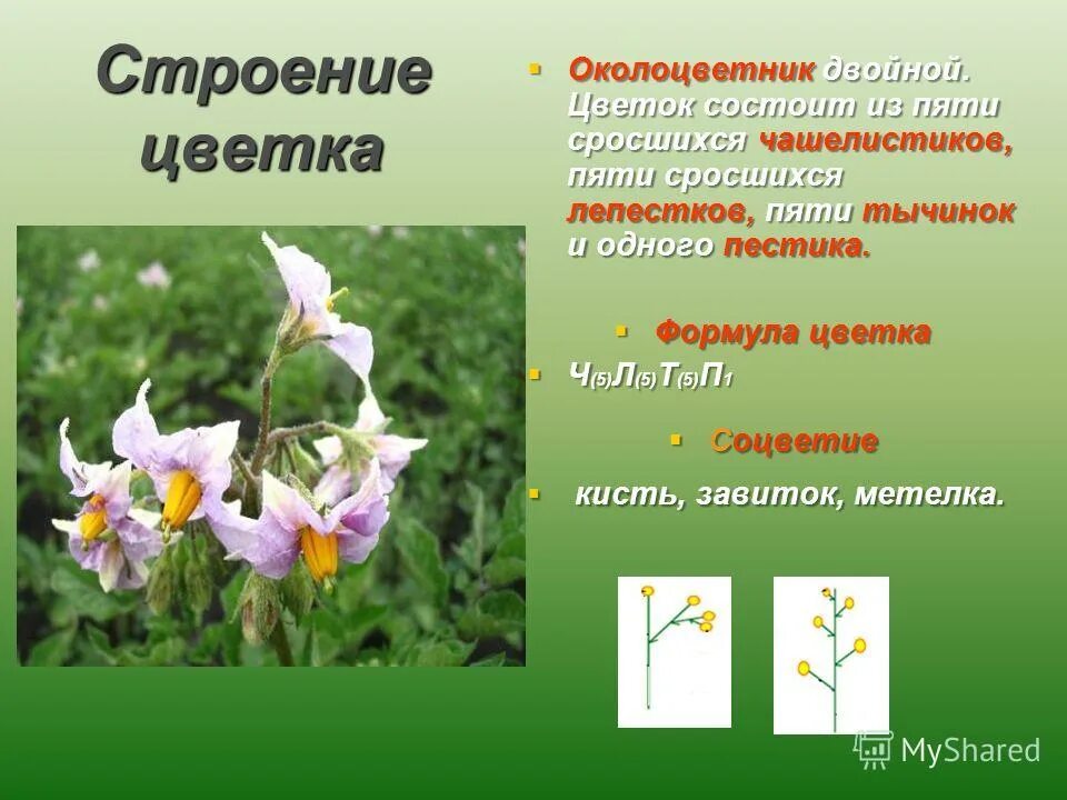двудольных цветковых однодольных цветковых. околоцветник у однодольных и двудольных растений. из чего состоит околоцветник. околоцветник однодольных растений. у однодольных простой околоцветник.