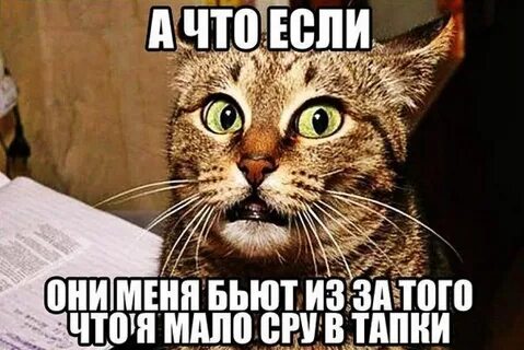 Я бью кошек