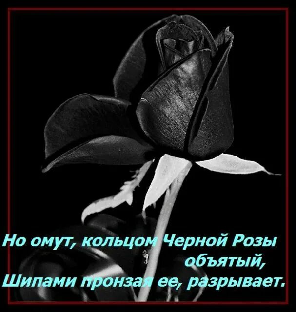 Белые розы цитаты. Цитаты про черную розу. черная роза печали. черные статусы. статус черной розы.