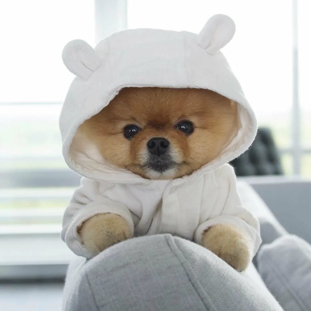 Покажи милые. Померанский шпиц jiffpom. Померанский шпиц jiffpom белый. Померанский шпиц плюшевый. Померанский шпиц мимимишка.
