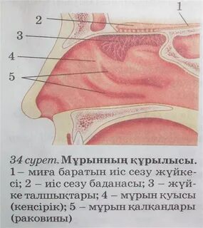 Бисексуалды свингерлердің фотосуреттері