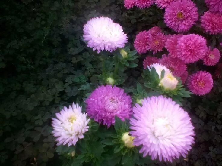 Мечты астры. Мечты астры. Когда сеять астры. Мечты астры. Мечты астры.