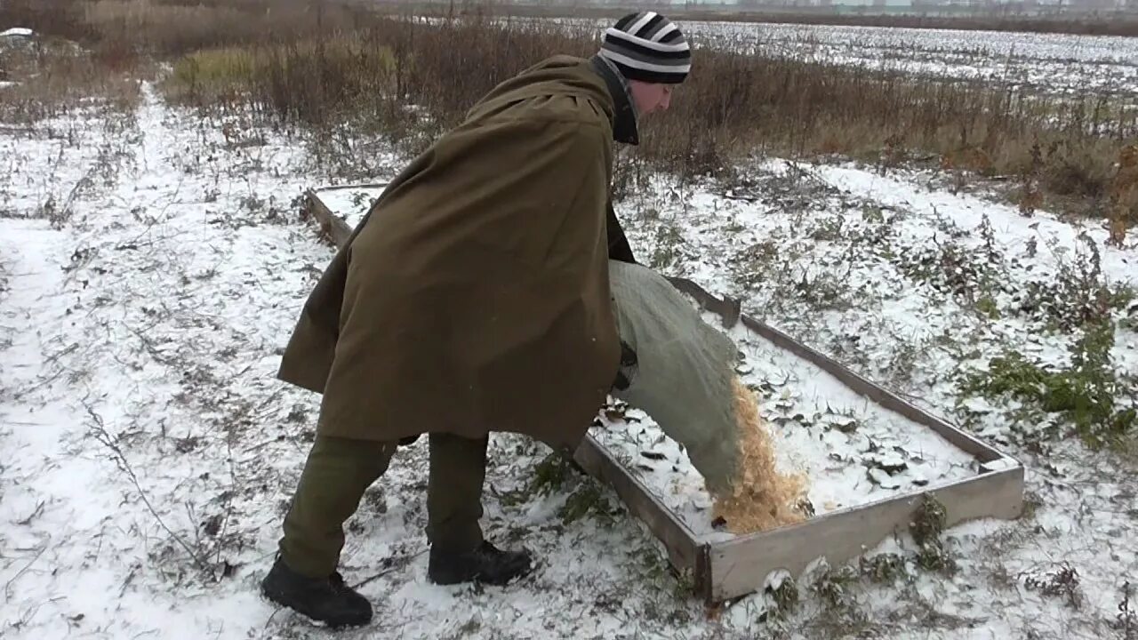 Можно ли на зиму закрыть. Укрытие клубники. Укрытие клубники на зиму. Укрыть клубнику на зиму. Укрытие клубники лапником.