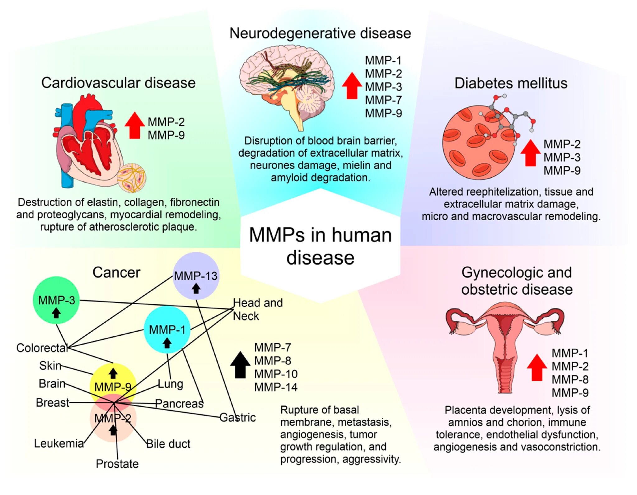 MMP 2. Human disease