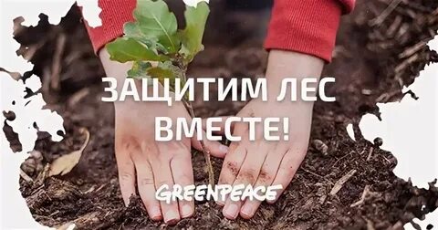 Вместе лес
