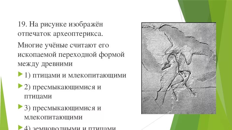 На данных рисунках изображена. На рисунке изображён отпечаток археоптерикса.. Археоптерикс ископаемой переходной формой между древними. Отпечаток археоптерикса менгие уч5нве. 3) Археоптерикс – ископаемая переходная форма между.