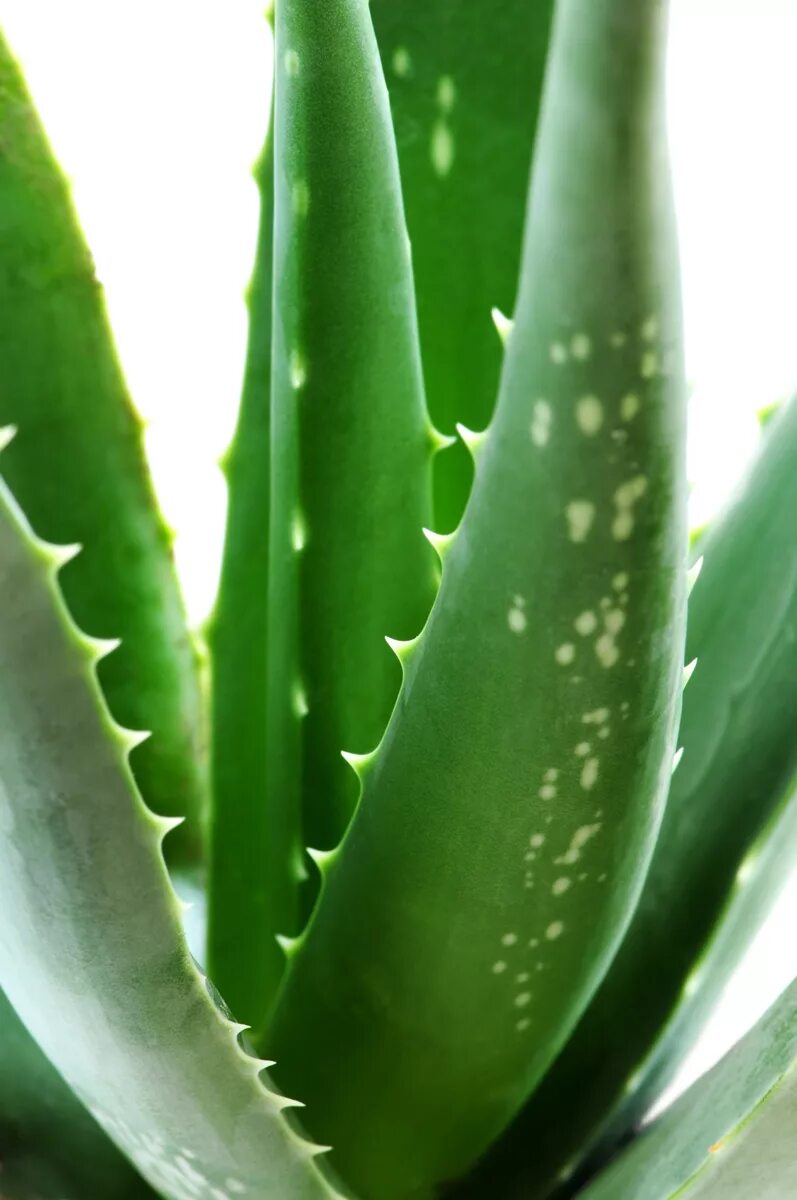 Green aloe