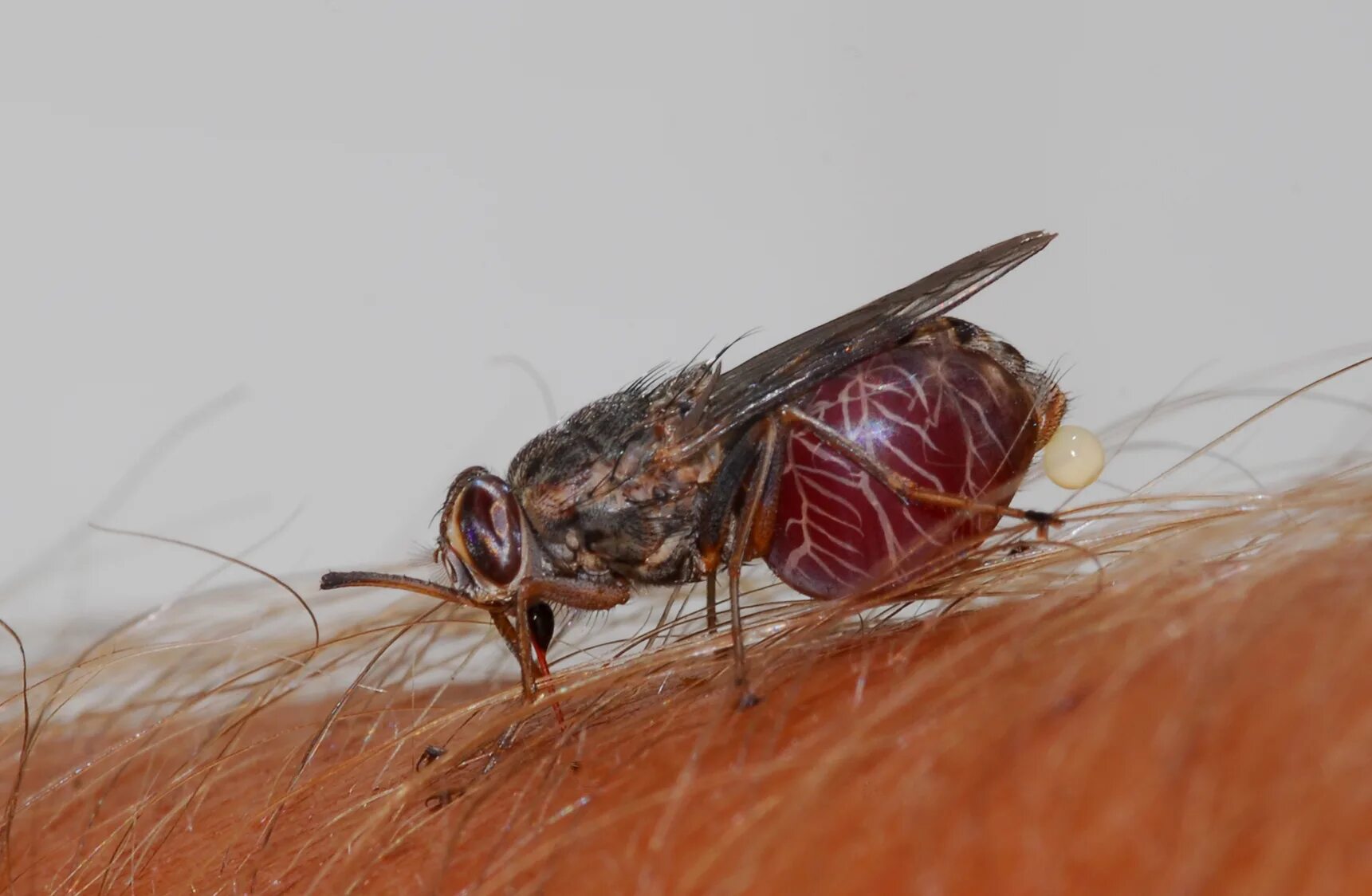 Tsetse fly. Муха ЦЕЦЕ. Муха Муха ЦЕЦЕ.