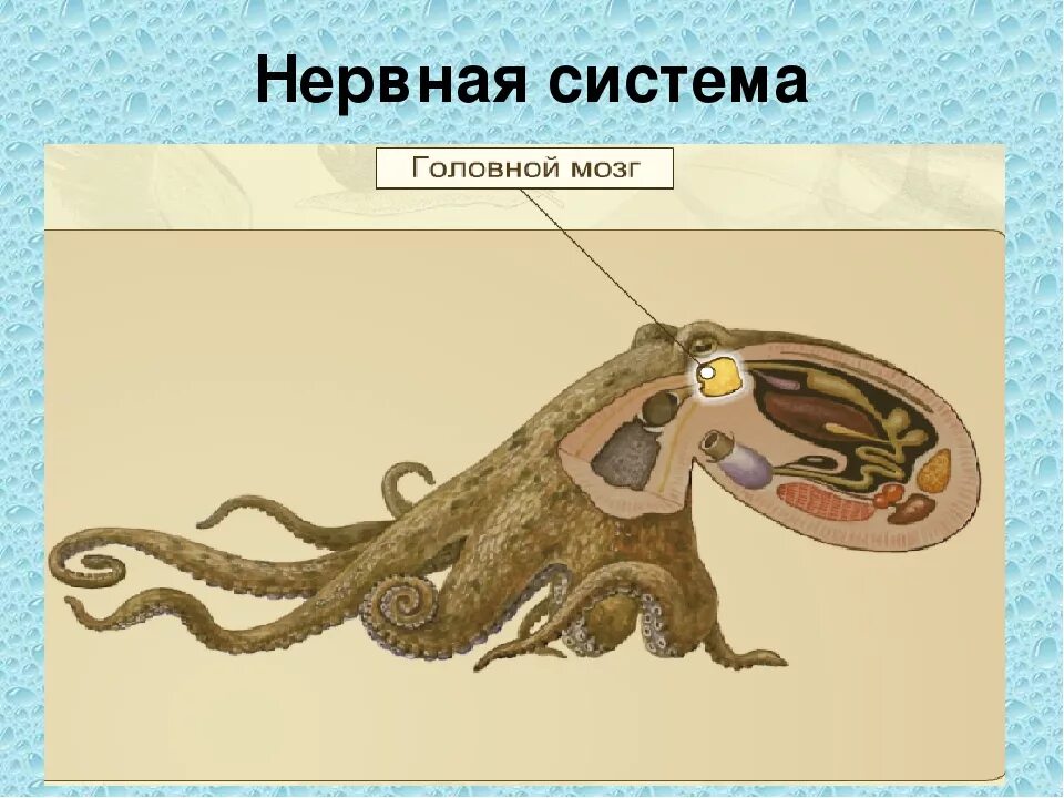 Класс головоногие выделительная система. Дыхательная система головоногих. нервная система головоногих моллюсков. нервная система головоногих моллюсков тип. выделительная система головоногих.