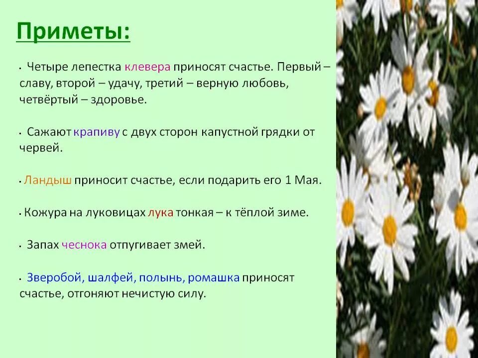 Приметы цветения. Народные приметы связанные с растениями. Приметы о цветах. Приметы про цветы. Цветочные приметы.