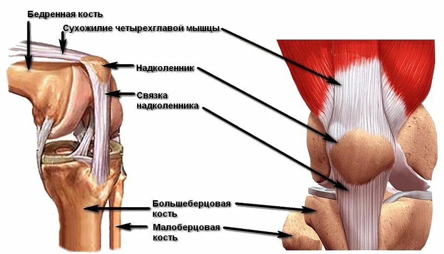 Что значит связки. Надколенник анатомия строение костей. Надколенник коленного сустава. Строение колена надколенник. Сухожилия коленного сустава анатомия.