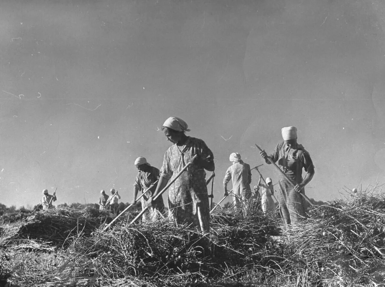 Фотография труженика. Сельское хозяйство в годы войны 1941-1945. Сельское хозяйство в годы войны. Сельское хозяйство в годы ВОВ.