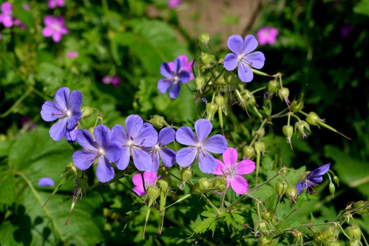 Герань военная. Герань Лесная (Geranium sylvaticum). Герань Луговая и Лесная. Герань Лесная журавельник. Герань Дикая Луговая.