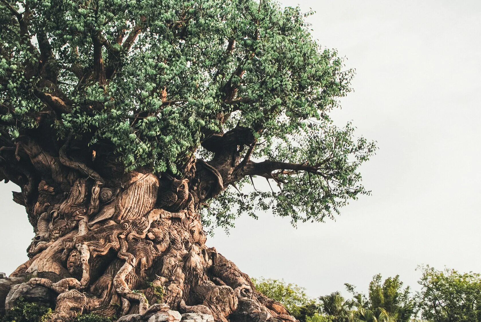 Дерево ис. The Tree is unattractive.