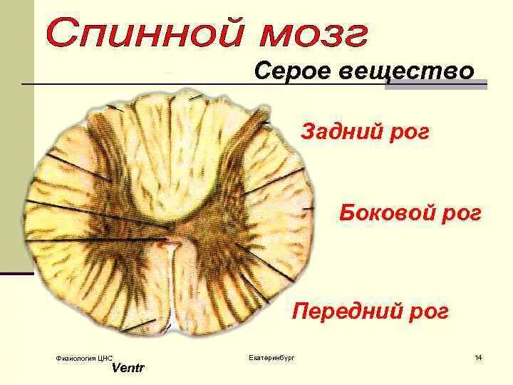 Рога серого вещества спинного мозга. Передний Рог серого вещества спинного мозга. Строение спинного мозга рога. Передние рога серого вещества спинного мозга.