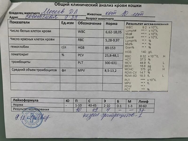 Крови что нужно проверить. Нормальные показатели общего анализа крови у кошек. Анализ крови кота расшифровка показателей. Общий анализ крови кошки. Общий анализ крови Результаты.