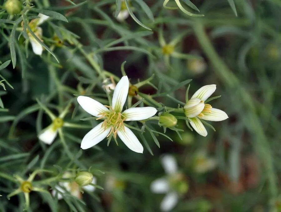 Гармала магические свойства. Пеганум гармала. Гармала магические свойства. Гармала магические свойства. Гармала трава.