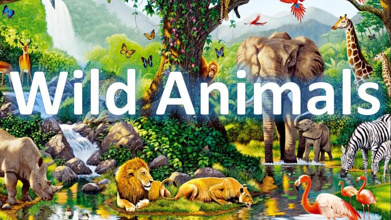 Wild animals тема