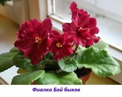 Названия красных фиалок