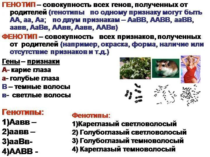 Отметь генотип. Генотип и фенотип. Генотип фенотип кариотип. Геном генотип фенотип. Фенотипические и генотипические признаки.