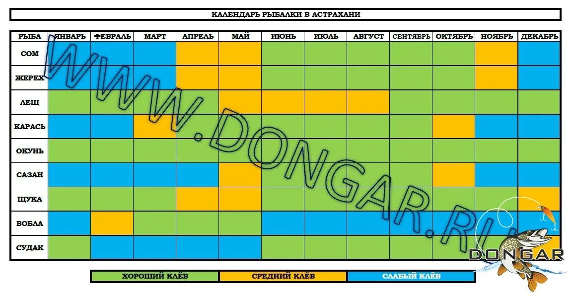 Клев рыбинск. График клёва сома. Календарь клева сома. Календарь ловли сома. Расписание ловли сома.