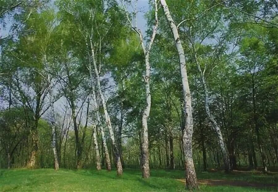 Пейзаж закат на берёзовой роще рисунок для детей. Тц роща иркутск. Ул 3-я марьиной рощи, д 30. Назарово номер телефона администрации. Роща 30.