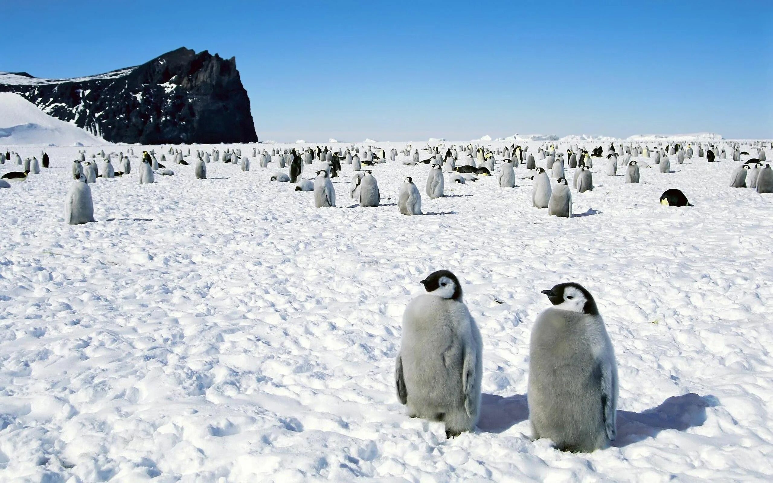 Пингвины живут на южном. Арктика Антарктика Антарктида. Южный полюс Антарктида. Антарктида материк пингвины. Южный полюс Антарктика.