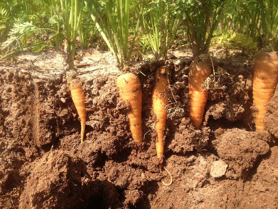 Какую почву любит морковь. Морковь в земле. Морковь в огороде. Морковь посевная корень. Морковь растет на грядке.