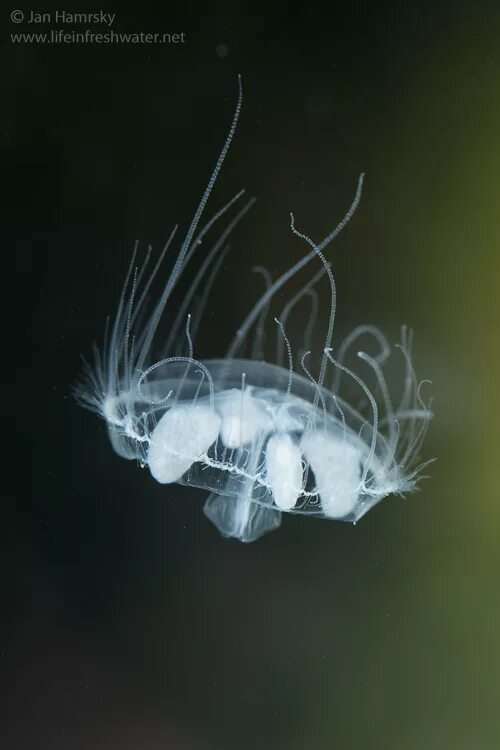 Craspedacusta sowerbii. Craspedacusta sowerbyi. Аквариумная медуза пресноводная. Пресная медуза. Пресноводная медуза в москве реке.