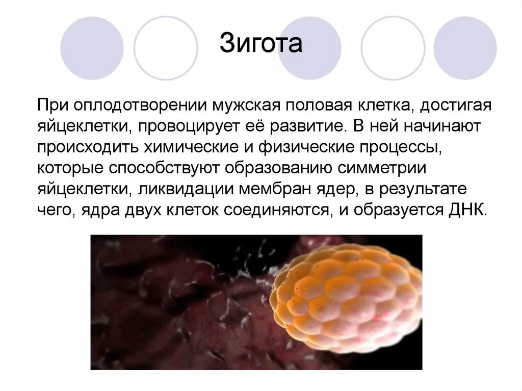 Зигота образуется в процессе чего. Зигота образуется в процессе чего