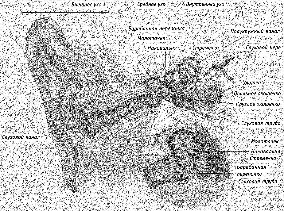 Молоточек внутреннее ухо. Схема строения слуховой сенсорной системы. Слуховая сенсорная система ухо строение. Сенсорная система уха. Слуховая и вестибулярная системы.