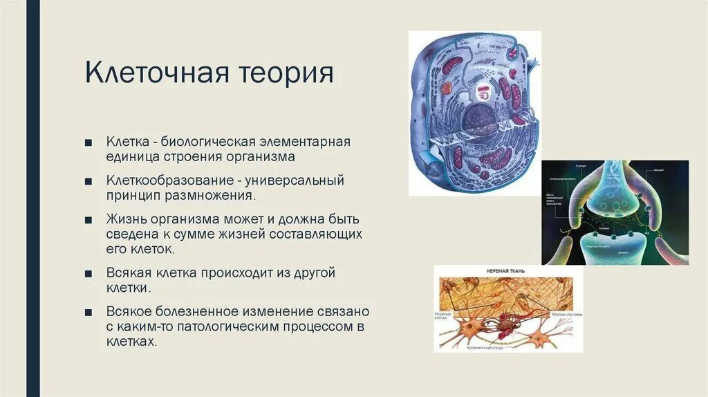 Теория клеточного строения живых организмов. Клеточная теория 10 класс биология кратко. Клеточная теория строение клетки. Клеточная теория 5 класс биология. Живые организмы имеют клеточное строение