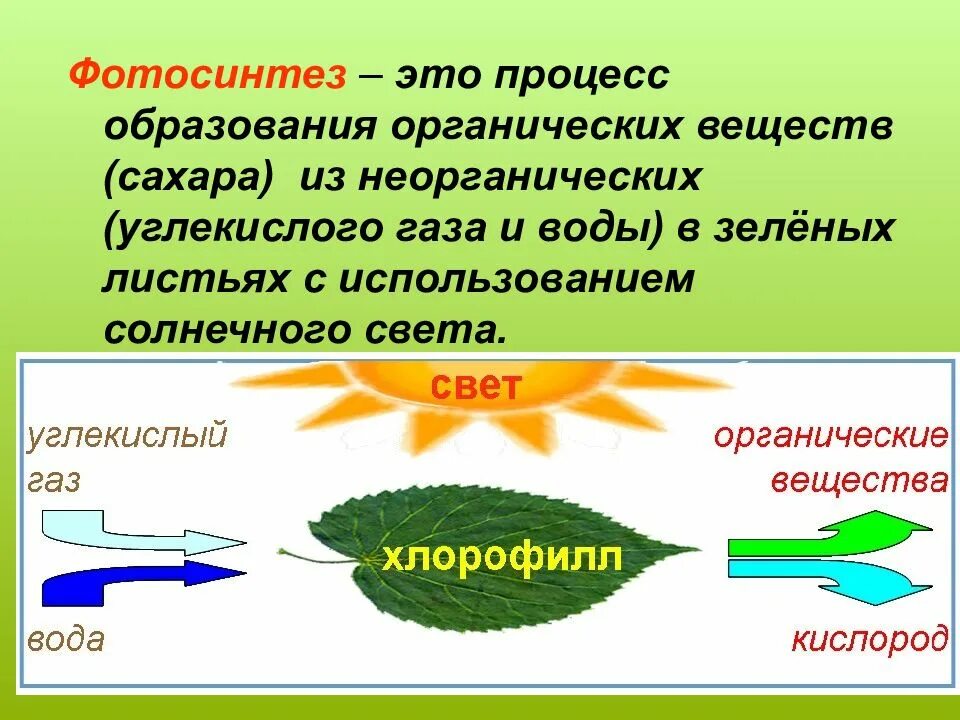 Алоэ осуществляет фотосинтез. Фотосинтез органические вещества. Фотосинтез это образование органических веществ из неорганических. Органические вещества в процессе фотосинтеза. Процесс фотосинтеза.