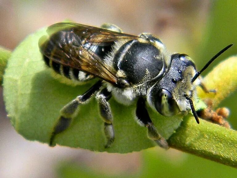 Пчела листорез на розах. Пчела мегахила шмелевидная. Megachile rotundata пчела-листорез люцерновая. Пчела листорез кокон. Пчела листорез.