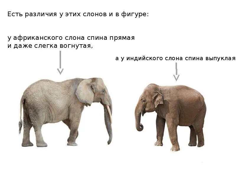 Слон на английском языке. Слоны по английскому. Факты о слоне на английском языке. Карточки по английскому языку слон.