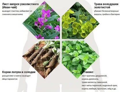 Травка глистов