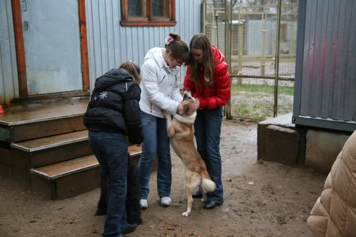 Приют отрадный для животных. Приют отрадный. Приют томилино. Приют отрадный. Детский дом приют.