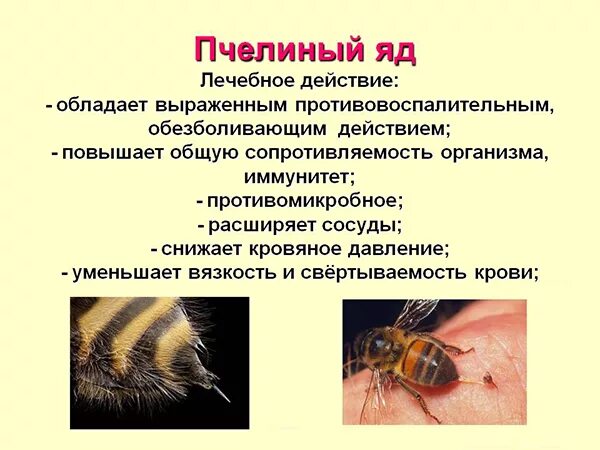 Почему пчелиный яд лекарство 2 класс. Может ли пчелиный яд быть лекарством 2 класс. почему пчелиный яд является лекарством 2. почему пчелиный яд является лекарством 2 класс. почему пчелиный яд является лекарственным.