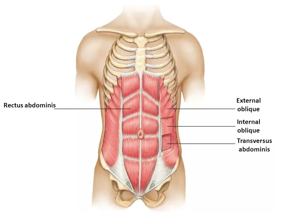 Прямые мышцы живота у мужчин. Transversus abdominis. Musculus rectus abdominis. Мускулюс трансверсус абдоминис. Transversus abdominis мышца.