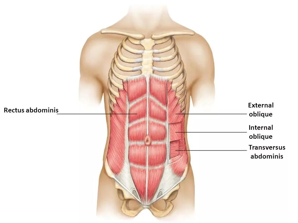 Прямые мышцы живота анатомия. Musculus rectus abdominis. Transvene abdominis. Rectus abdominis мышца. M rectus abdominis.