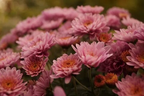 5 flowers