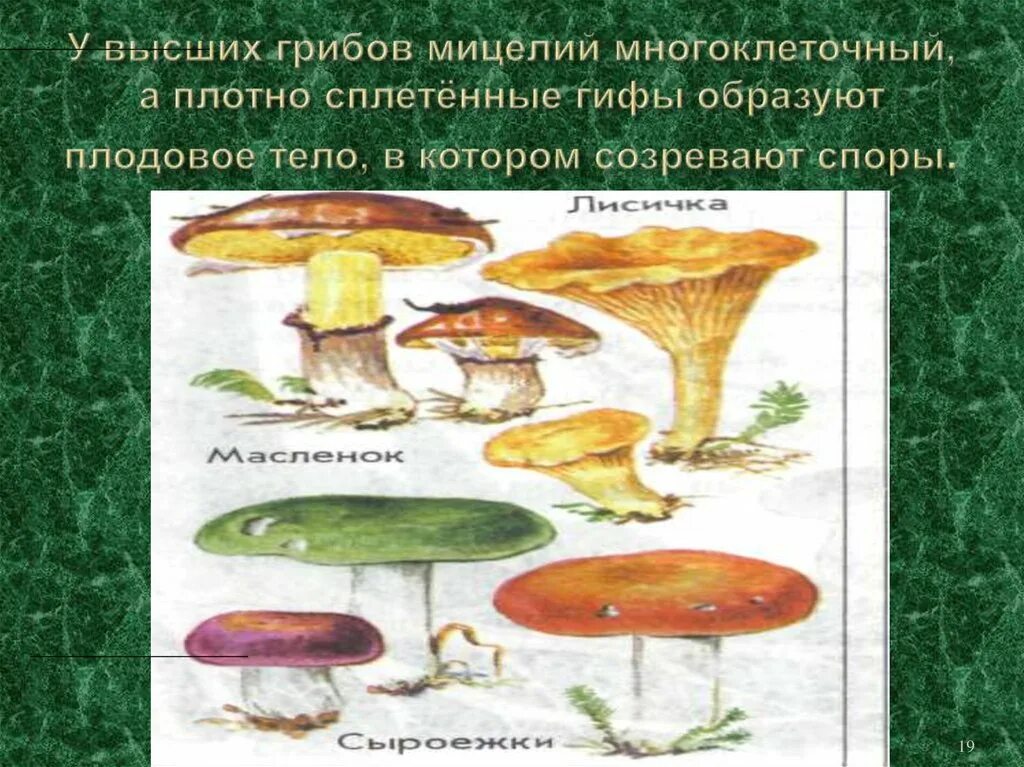 Грибы образующие плодовые. Мицелий высших грибов. грибы образующие плодовые тела. плодовые тела грибов образованы. высшие грибы образуют плодовое тело.