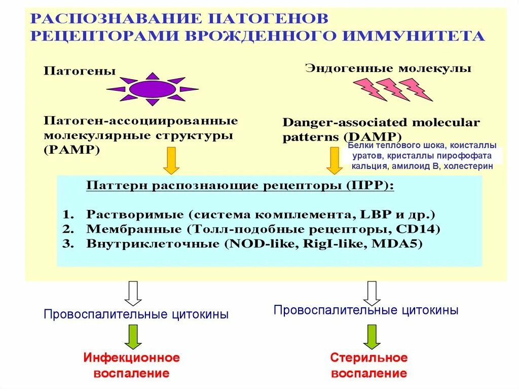 Рецепторы распознают консервативные молекулы патогенов