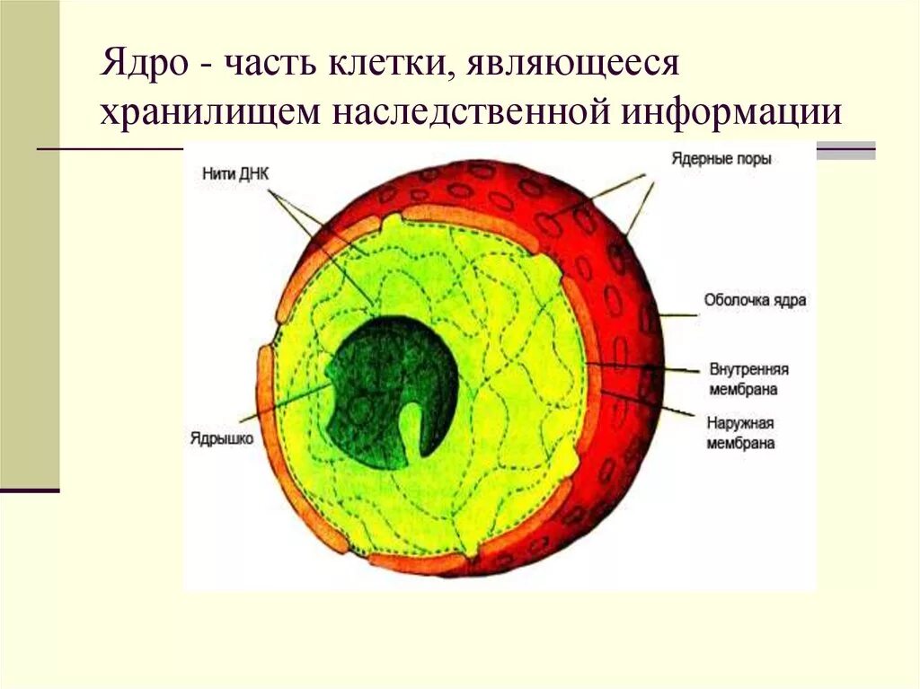Частью ядра является. Строение ядра клетки человека. строение клеточного ядра рисунок. ядро строение рисунок. строение ядрышка клетки.