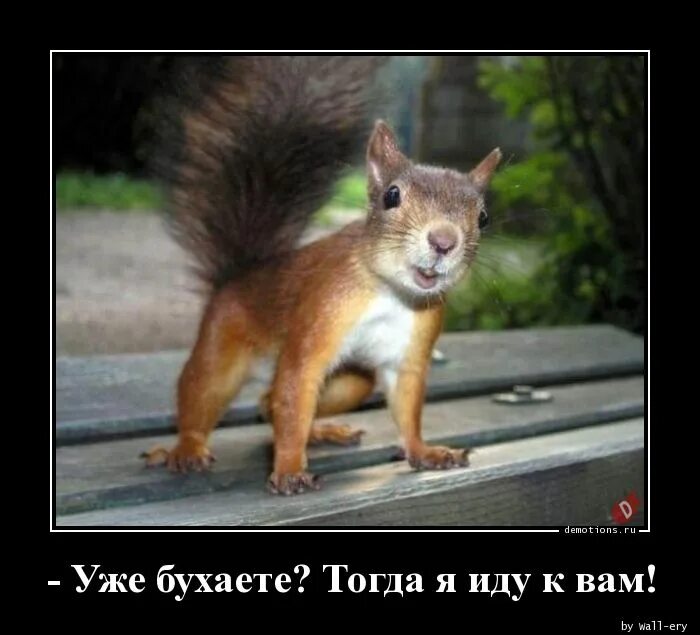 Ну тогда тут. Бухаете тогда я иду к вам. белка пришла. белочка пришла. белочка прикол.