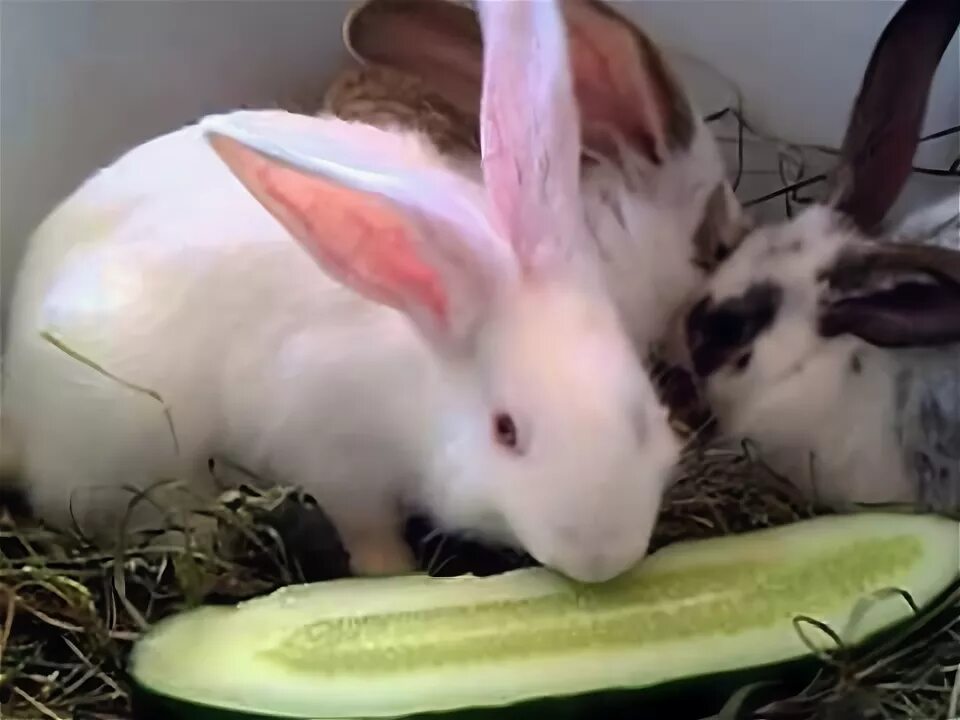 Можно давать кроликам свеклу. Кролик и огурец. Кролик ест огурец. Кролик ест свеклу. Тыкву едят кролики.